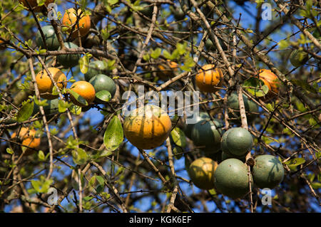 Strychnos spinosa or spiny monkey orange fruits on a tree (also known as green monkey orange tree) Stock Photo