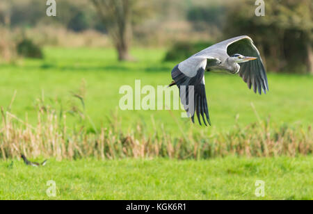 Grey Heron (Ardea cinerea), a predatory wading bird, flying over a field in Autumn, in West Sussex, England, UK. Stock Photo