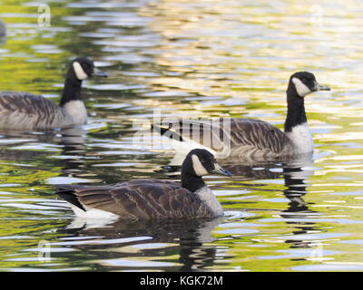 Quebec,Canada. Canada Geese on lake Stock Photo