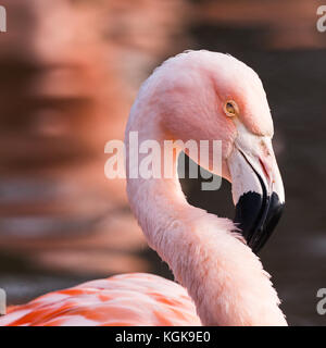 A frame filling square crop of the head of a colourful Greater flamingo in Merseyside. Stock Photo