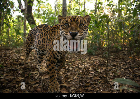 A Jaguar inside a forest in central Brazil Stock Photo