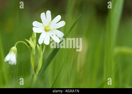 Chickweed (Stellaria holostea) flower Stock Photo