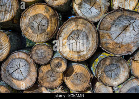 Stacked logs for fuel in woodland - France. Stock Photo