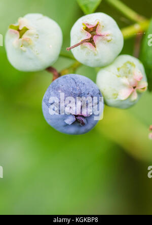 A macro shot of some blueberries growing on a blueberry bush. Stock Photo