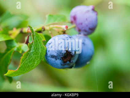 A macro shot of some plump blueberries growing on a blueberry bush. Stock Photo