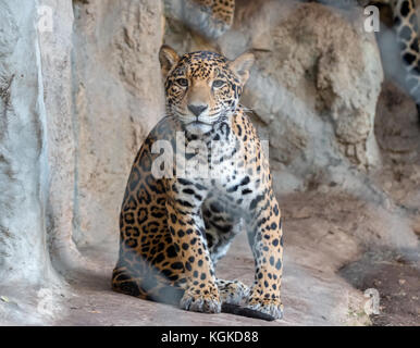 Small Leopard Looking Straight at the Camera Stock Photo