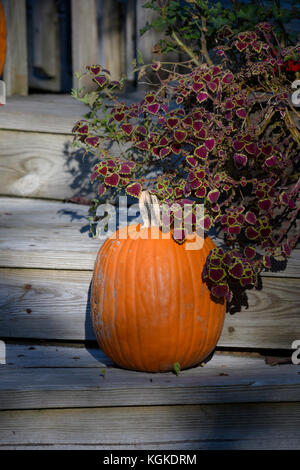 Pumpkins and produce on display at a roadside farm stand. Stock Photo