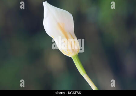 Dietes Grandiflora flower in bud form, also known as large wild iris or fairy iris growing in a garden setting. Very shallow focus on just the centre  Stock Photo