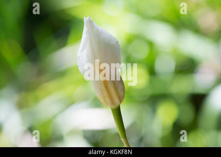 Dietes Grandiflora flower in bud form, also known as large wild iris or fairy iris growing in a garden setting. Very shallow focus on just the centre  Stock Photo