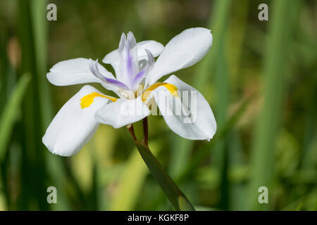 Dietes Grandiflora flower, also known as large wild iris or fairy iris growing in a garden setting. Very shallow focus on just the centre of the flowe Stock Photo