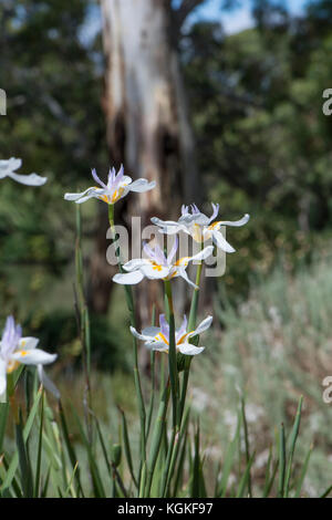 Dietes Iridioides flowers in an Australian garden bed and gum tree in the background. Native to South Africa to Kenya. Also known as African iris, Cap Stock Photo