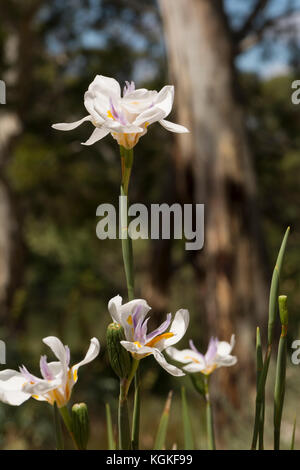 Dietes Iridioides flowers in an Australian garden bed and gum tree in the background. Native to South Africa to Kenya. Also known as African iris, Cap Stock Photo