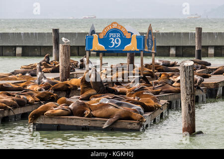 Sea Lions at Fisherman's Wharf, San Francisco, USA Stock Photo - Alamy