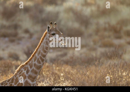 Southern Giraffe (Giraffa giraffa), female, Kalahari Desert, Kgalagadi Transfrontier Park, South Africa Stock Photo