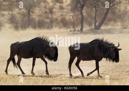 Blue Wildebeest (Connochaetes taurinus), roaming in the dry riverbed of the Auob river, Kalahari Desert, Kgalagadi Transfrontier Park, South Africa Stock Photo