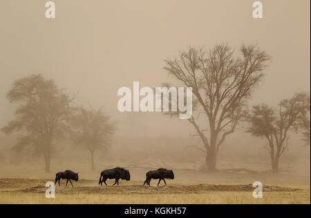 Blue Wildebeest (Connochaetes taurinus), roaming in a sandstorm in the dry Nossob riverbed with camelthorn trees (Acacia erioloba), Kalahari Desert, K Stock Photo
