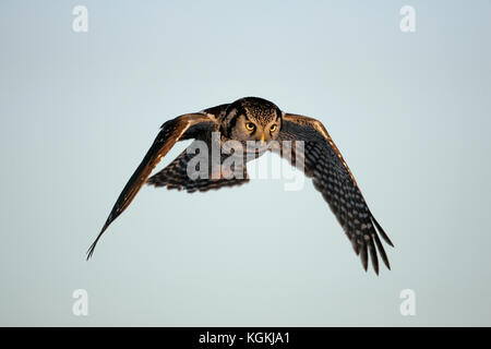 An action closeup of a Northern Hawk Owl, in flight with wings down, front lit by the warm light of sunset. Stock Photo
