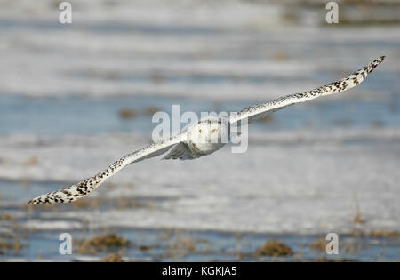 A closeup wildlife action portrayal of a snowy owl flying with wings outspread, hunting for prey against a backdrop of snow and ice in Canada. Stock Photo