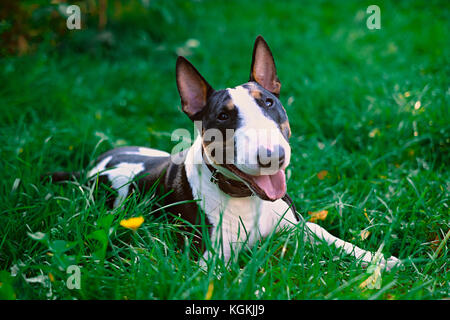 Smiling English bull terrier puppy dog portrait on a green grass on a sunny day. Stock Photo