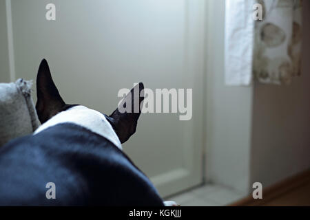 Sad English bull terrier puppy dog on a couch Stock Photo