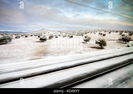 Olive grove covered by snow, as seen from the AVE train, La Mancha, Spain Stock Photo