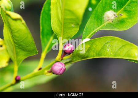 Flower-buds and leafs on a branch of Eureka lemon tree. Location Mediterranean coast - French Riviera Stock Photo