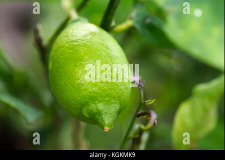 Green citron  on a branch of Eureka lemon tree. Location Mediterranean coast - French Riviera Stock Photo