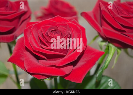 Bouquet of red roses on a blured background. Close-up Stock Photo - Alamy