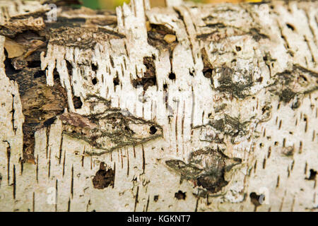 Silver birch bark shot close up Stock Photo