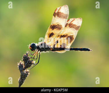 Profile Portrait of a Backlit Halloween Pennant  Dragonfly Against a Green Background Stock Photo