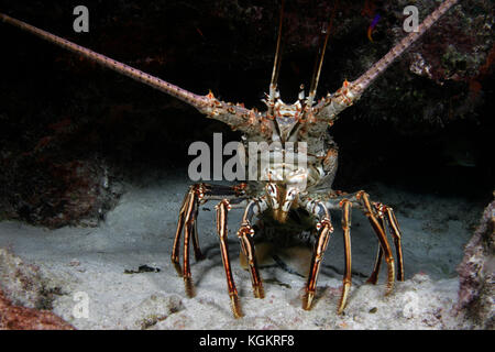 Caribbean Spiny Lobster, Bahamas / (Panulirus argus Stock Photo