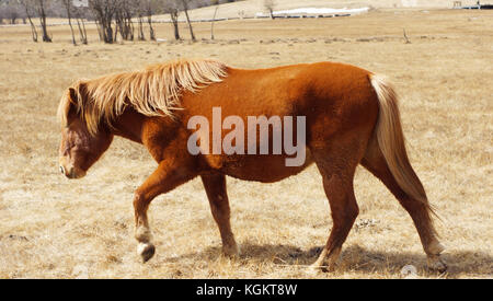 beautiful brown horse walking in the vast grassland, side view in pudacuo national park near blue lake nobody here in yunnan, shangri-la Stock Photo