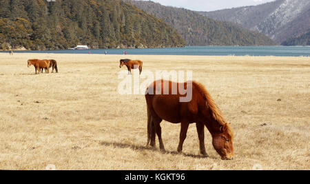 beautiful brown horse walking in the vast grassland, side view in pudacuo national park near blue lake nobody here in yunnan, shangri-la Stock Photo