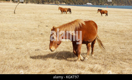 beautiful brown horse walking in the vast grassland, side view in pudacuo national park near blue lake nobody here in yunnan, shangri-la Stock Photo