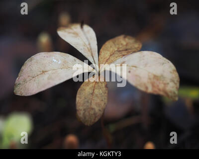 Trientalis europaea in the forest Stock Photo
