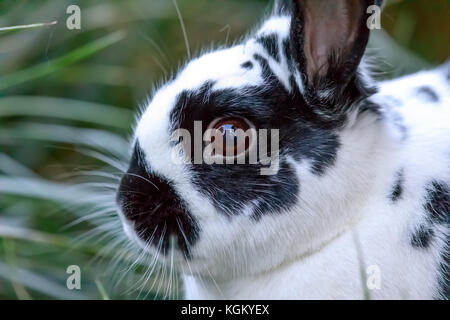European Domestic Rabbit (Oryctolagus cuniculus domesticus) closeup. Stock Photo