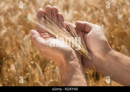 Cropped image of hand holding wheat ear at farm Stock Photo