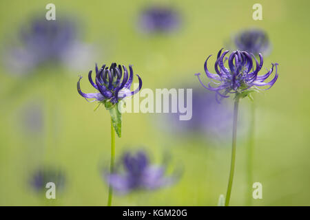 Purple round headed rampion flowers in a green grass field Stock Photo