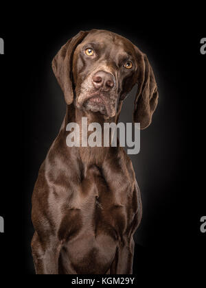 Portrait of a brown german short hair pointer on a black background Stock Photo