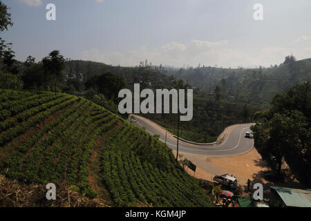 Hill Country Central Province Sri Lanka Tea Plantation near Hatton