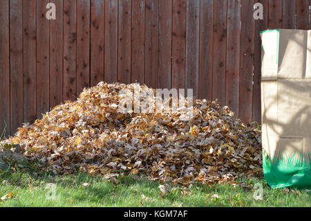 Full bag of leaves with a pile of dead maple leaves waiting to be picked up and composted Stock Photo