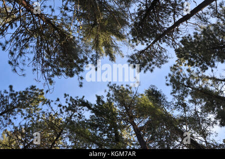 Looking up at very till trees in Washington Stock Photo