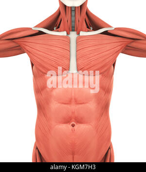 Upper Anterior Muscles Anatomy Stock Photo