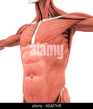 Upper Anterior Muscles Anatomy Stock Photo