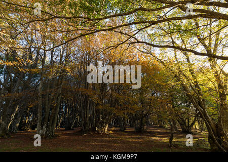 Trees in a wood at sunset with low sun filtering through, with warm fall colors and red leaves on the ground Stock Photo