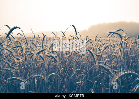 Close-up view of blades of wheat with blurred field in background Stock Photo