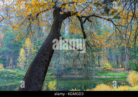 California black oak tree (Quercus kelloggii) in its fall foliage, Merced River, Yosemite National Park, California. Stock Photo