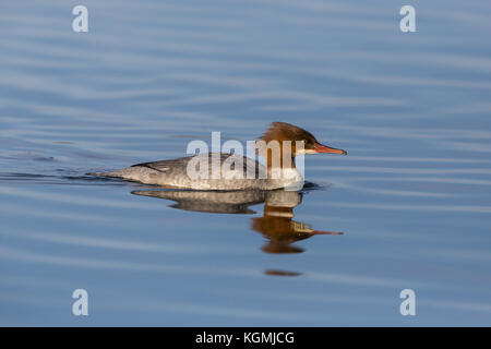 one natural bad hair female common merganser (mergus merganser) bird swimming Stock Photo