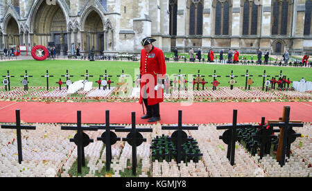 A Chelsea Pensioner looks at remembrance crosses in the Westminster Abbey Field of Remembrance in London, which will be opened by Prince Harry. Stock Photo