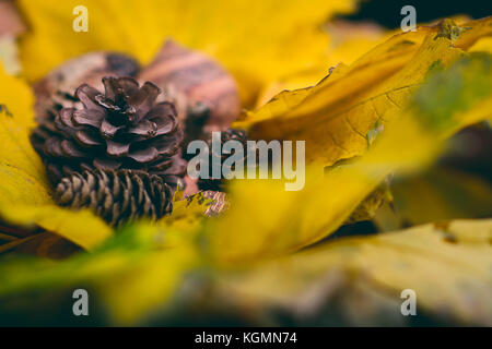 Autumn decoration elements. Leaves and pine tree seeds Stock Photo